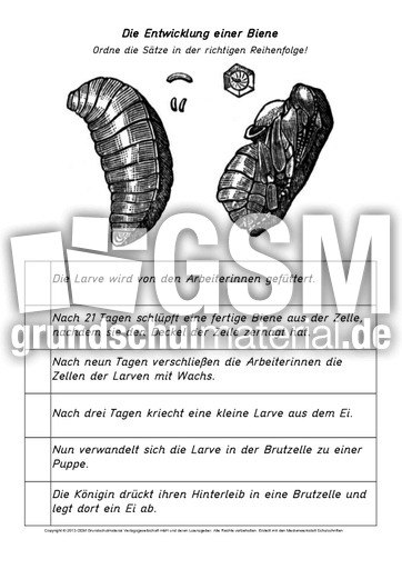 AB-Entwicklung-der-Biene.pdf